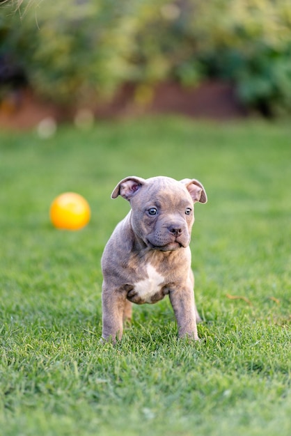 Un petit chiot d'un bulli américain marche sur l'herbe dans le parc d'été.