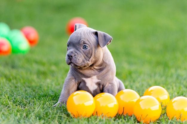 Un petit chiot d'un bulli américain marche sur l'herbe dans le parc d'été.