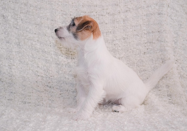 Un petit chiot charmant d'un Jack Russell Terrier à poil rugueux. Race de chien de chasse anglais. Jack Rus