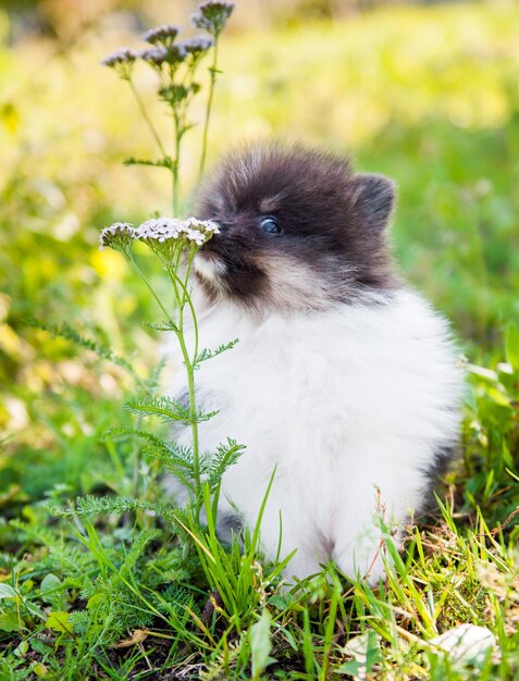 Photo le petit chiot de chien de poméranie renifle une fleur