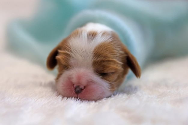 Petit chiot de chiens nouveau-nés sur un fond blanc, mise au point douce