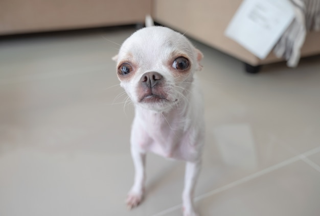 Petit chiot Chihuahua blanc debout et regardant