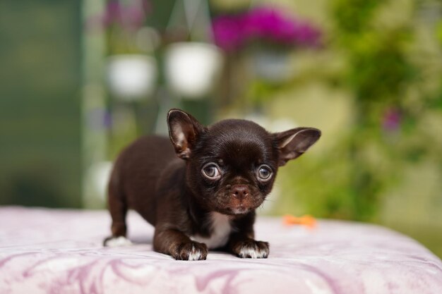 Photo un petit chiot chihuahua brun mignon est assis sur une table, regarde la caméra