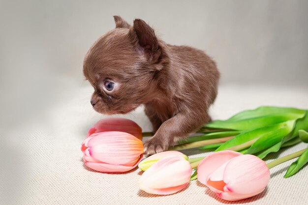 Petit chiot chihuahua brun à poil long avec des tulipes