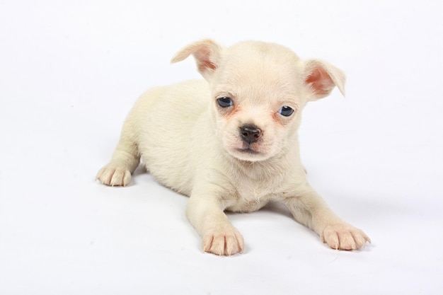 Petit chiot chihuahua