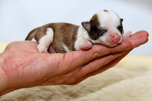 Petit chiot chihuahua