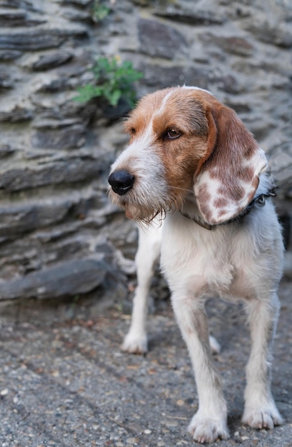 Petit chiot croisé Griffon regardant sur le côté Photo verticale Copier l'espace