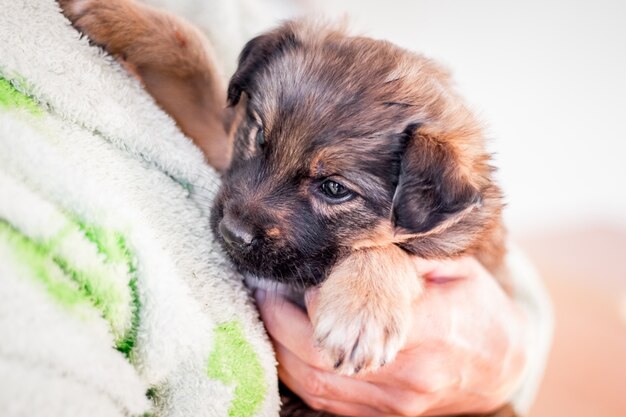 Un petit chiot dans le bras d'une personne