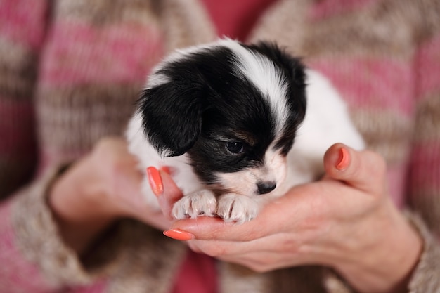 Petit chiot dans les mains bienveillantes