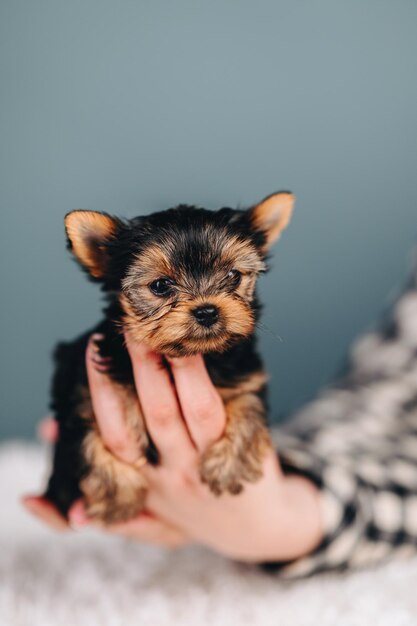 Petit Chiot dans les Mains sur un Fond Bleu Yorkshire Terrier Brun Noir Couleur