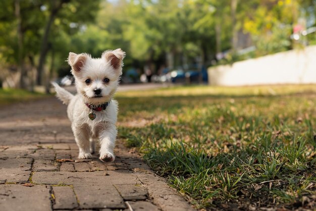 Un petit chiot dans le parc Un petit chien heureux joue dans la cour dans le parc d'été