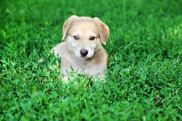 Petit chiot Golden Retriever mignon à l'extérieur