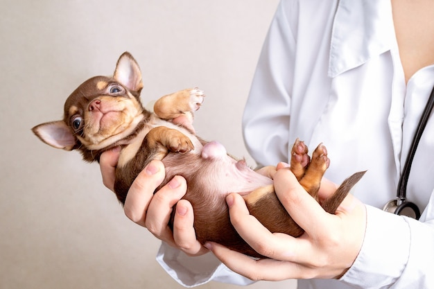 Un petit chiot avec une grosse hernie est entre les mains du vétérinaire.