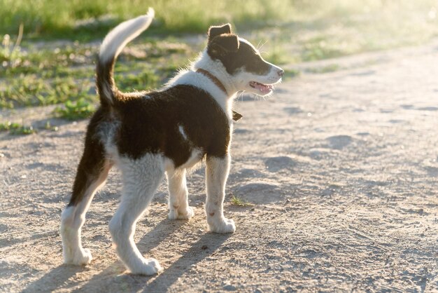 Petit chiot husky courant dans la nature