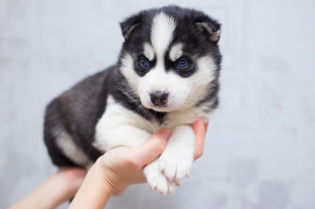 Petit chiot husky sibérien assis sur les mains d'une fille