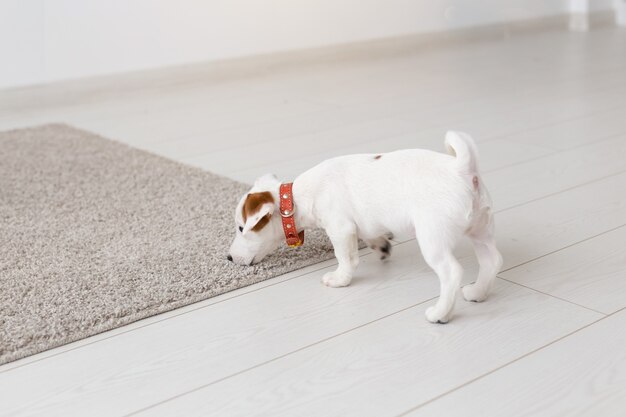 Petit chiot Jack Russell Terrier jouant sur un tapis