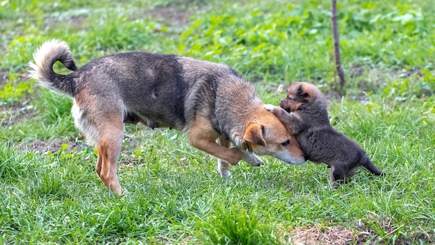 Un petit chiot joue à côté de sa mère dans un jardin sur l'herbe