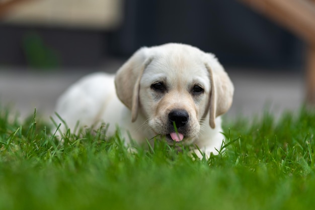 Le petit chiot labrador retriever se trouve sur l'herbe et bâille et montre la langue