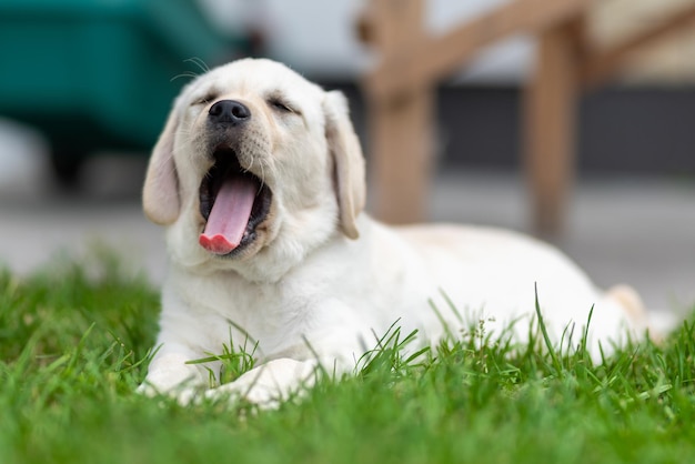 Le petit chiot labrador retriever se trouve sur l'herbe et bâille