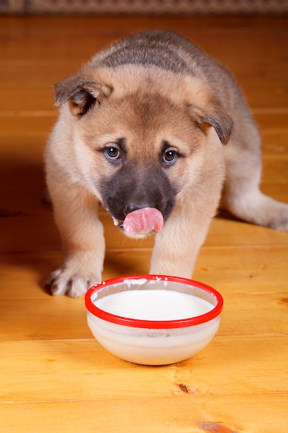 Un petit chiot mange dans un bol de porridge au lait.