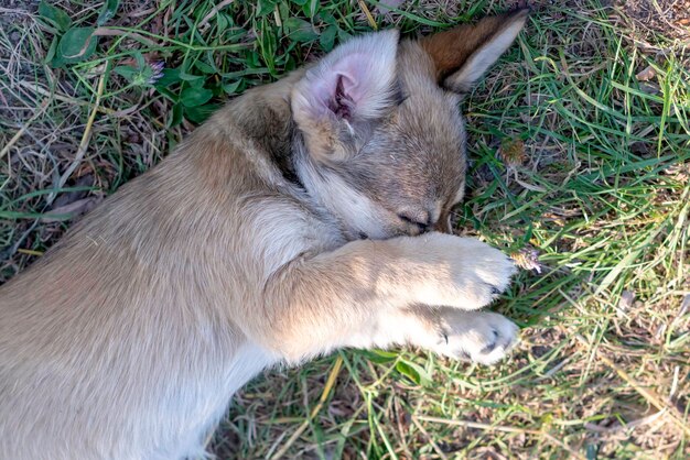 Le petit chiot mignon dort sur une paille