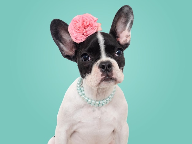 Petit chiot mignon et fleur lumineuse Vue rapprochée à l'intérieur du studio félicitations pour la famille les proches les amis et les collègues le concept de soin des animaux de compagnie