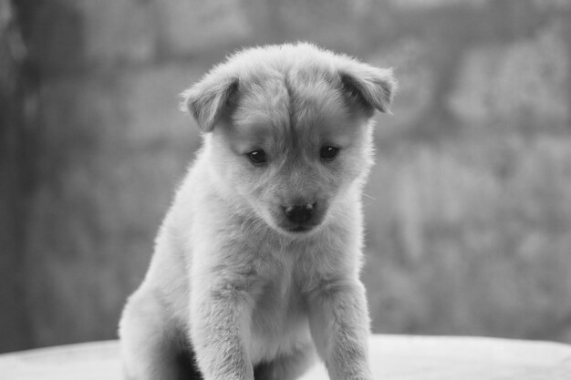 Photo un petit chiot mignon .