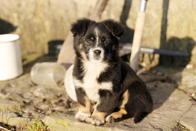 Un petit chiot noir et blanc est assis dans la cour du village et regarde la caméra