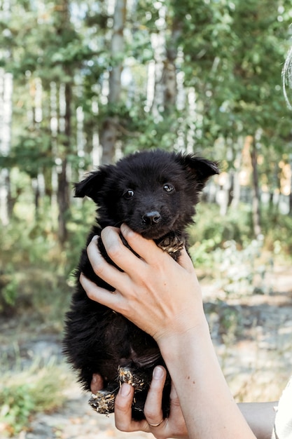 Petit chiot noir entre les mains de la fille.