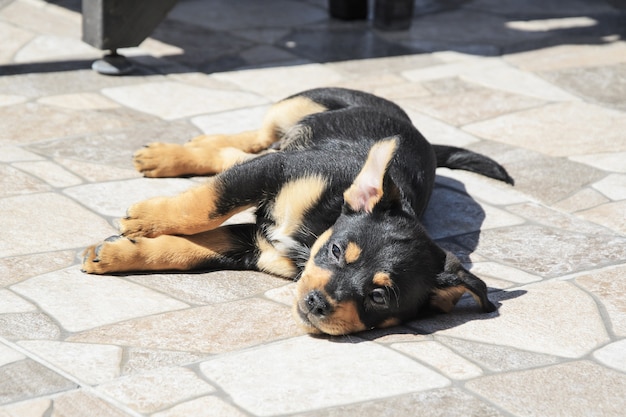 Le petit chiot noir mignon se dore au soleil sur les dalles de pavage de rue