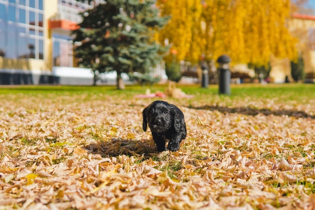 Petit chiot noir sur la pelouse verte avec des feuilles d'automne