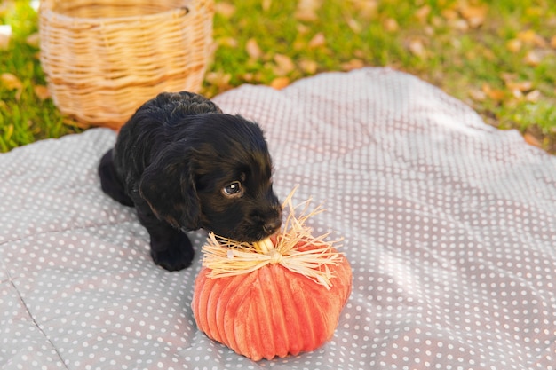 Petit chiot noir sur la pelouse verte avec des feuilles d'automne