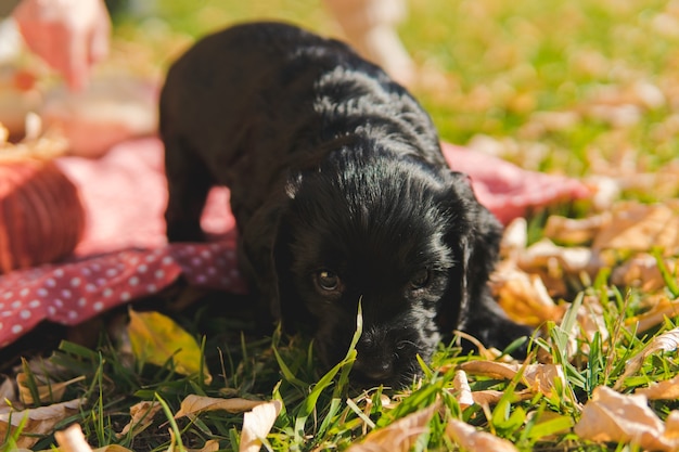 Petit chiot noir sur la pelouse verte avec des feuilles d'automne