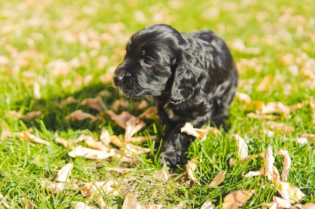 Petit chiot noir sur la pelouse verte avec des feuilles d'automne