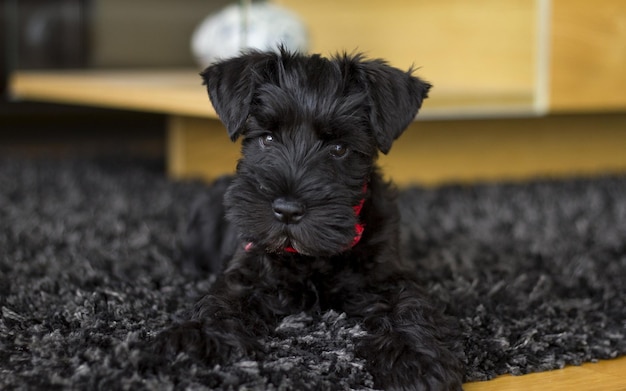 Le petit chiot noir se trouve sur le tapis dans la chambre.