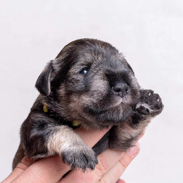 Un petit chiot nouveau-né sur la main du propriétaire Portrait d'un petit chiot agitant sa patte BONJOUR sur fond blanc