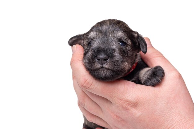 Un petit chiot nouveau-né sur la main du propriétaire Portrait d'un petit chiot schnauzer nain aveugle sur fond blanc Soins des animaux Journée nationale du chiot