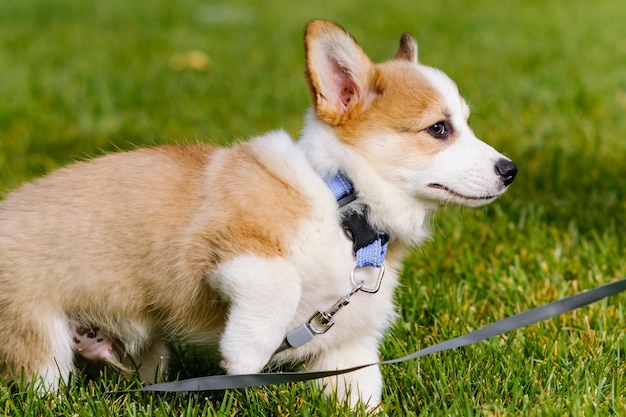 Petit chiot Pembroke Welsh Corgi sur l'herbe verte par une journée ensoleillée Vue latérale Chien joyeux et méchant Conception de soins de la vie animale Expositions de santé de races de chiens