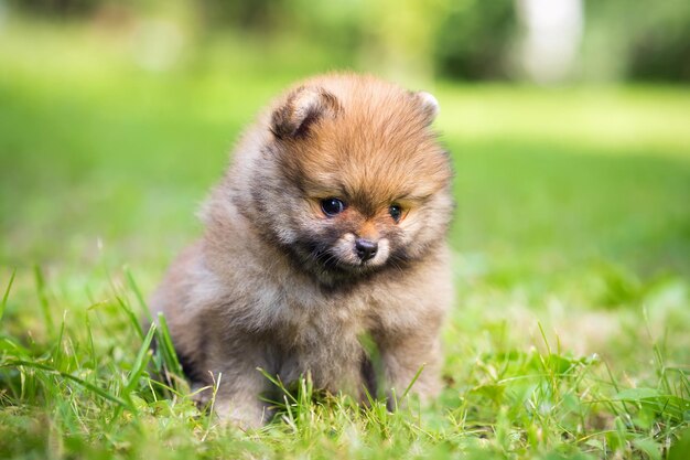 Un petit chiot de Poméranie assis dans l'herbe