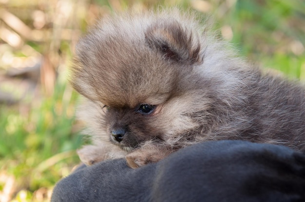 Petit chiot poméranien à l'extérieur