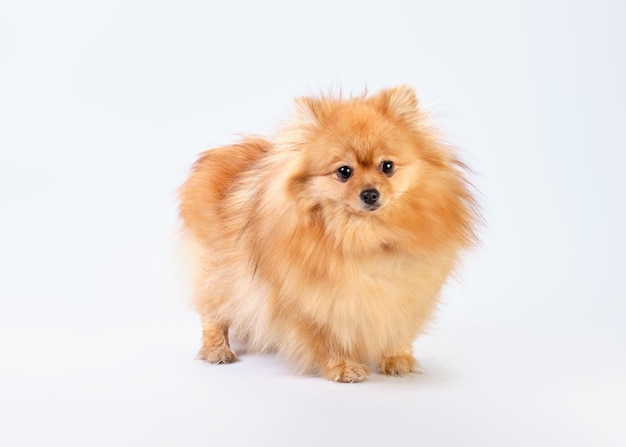 Un petit chiot d'un poméranien rouge de race pure sur fond blanc