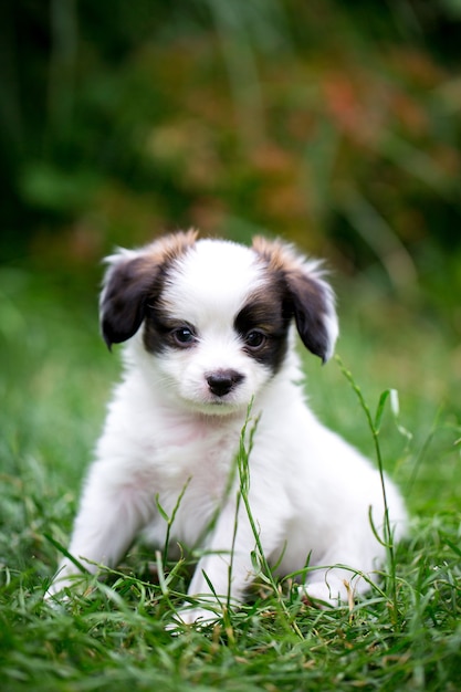 Photo petit chiot race papillon jouant sur l'herbe dans le jardin