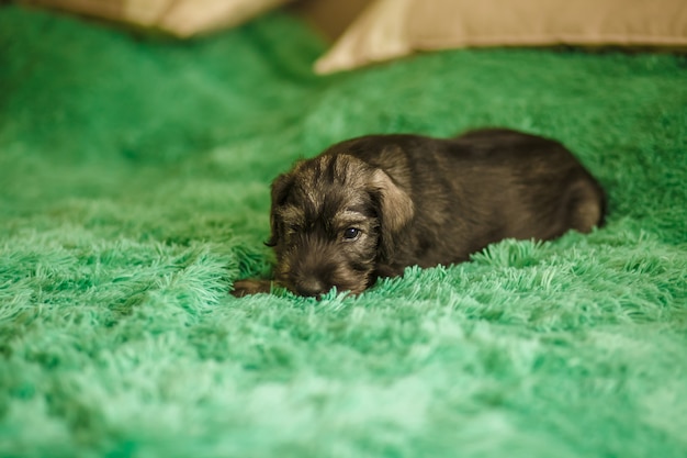 Un petit chiot de race Schnauzer est assis dans une chambre sur le lit