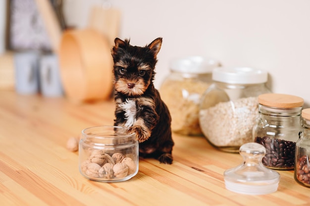 Petit chiot avec un regard sérieux Brown Black Yorkshire Terrier sur une table de cuisine en bois