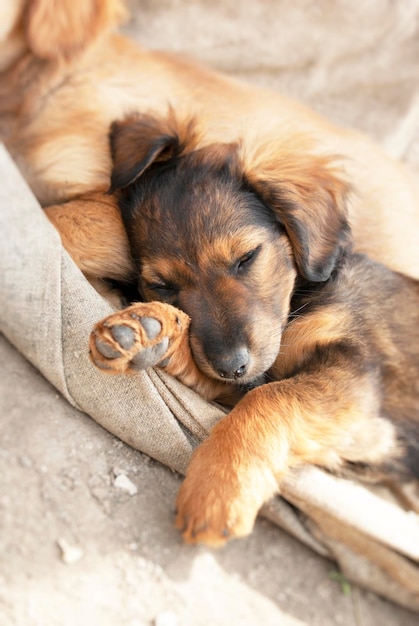 Le petit chiot rouge dort doucement avec son frère