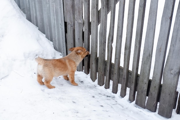 Un petit chiot rouge garde la cour près de la clôture Dog home protection