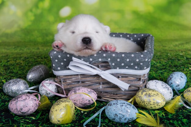 Petit chiot Samoyède blanc dans le panier avec des oeufs de Pâques