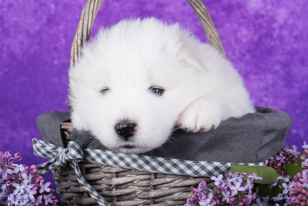 Petit chiot Samoyède blanc moelleux est assis sur fond violet avec des fleurs lilas dans le panier