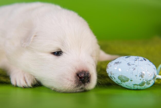 Petit chiot Samoyède blanc avec des oeufs à Pâques