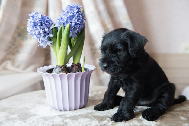 Petit chiot Schnauzer miniature avec des fleurs de jacinthes bleues